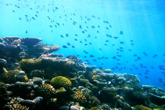Riffschutz auf den Malediven