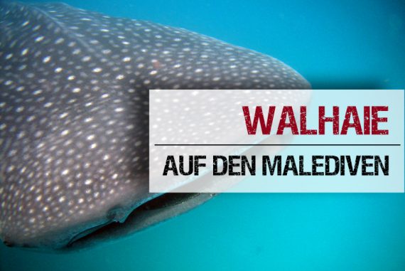 Transfer Auf Den Malediven - Inselhüpfen Leicht Gemacht – Malediven ...