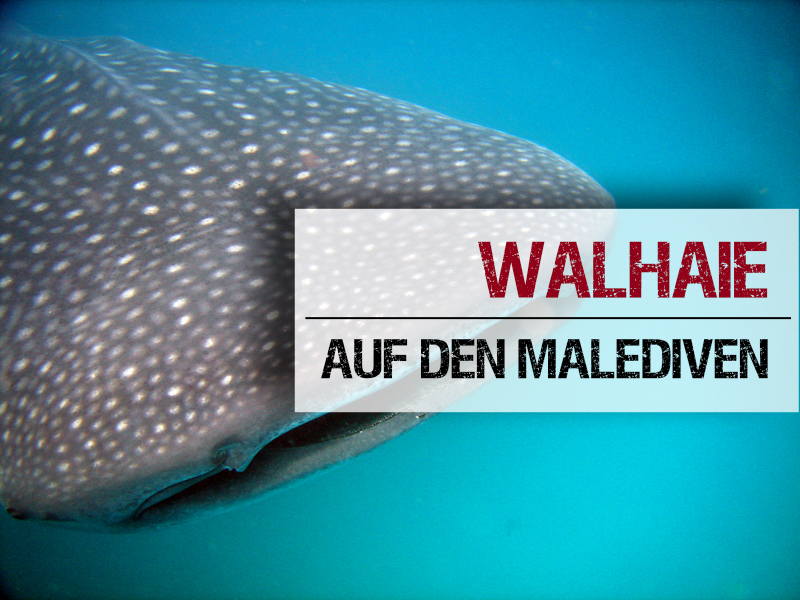 Welches Atoll Walhaie Malediven