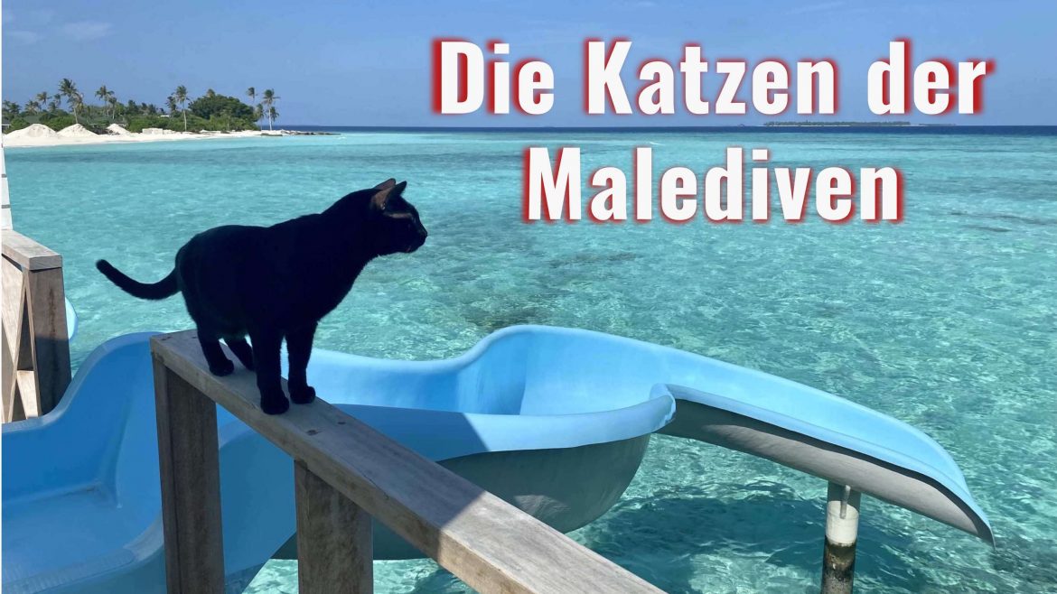 Artikel über die Katzen der Malediven