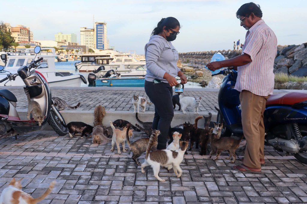 Fütterung der vielen Straßenkatzen auf den Malediven