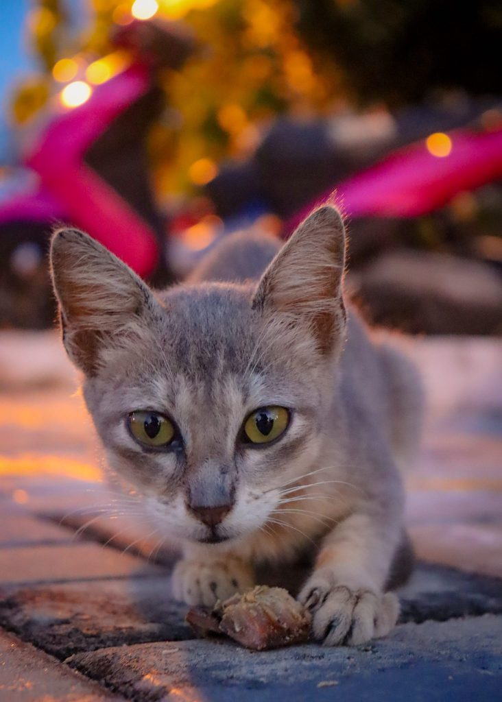 Katze auf der Straße der Malediven