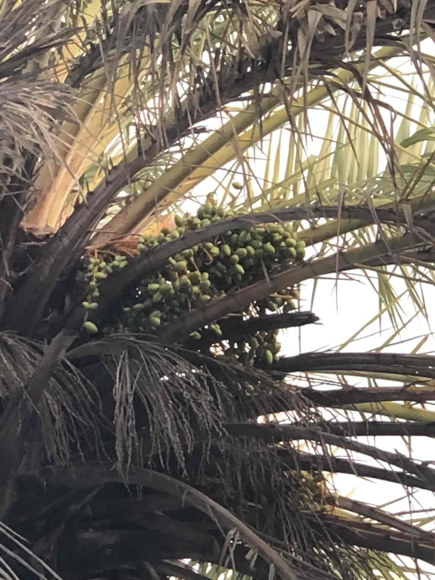 00032_Hulhumeedhoo_Addu